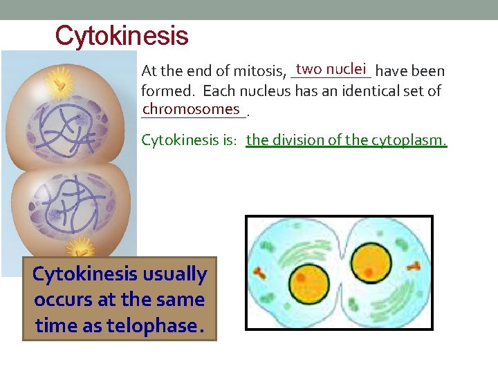 Cytokinesis two nuclei have been At the end of mitosis, _____ formed. Each nucleus