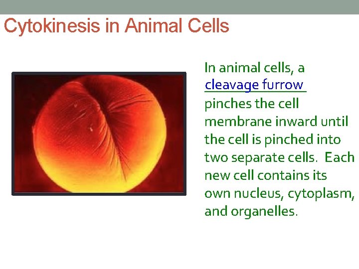 Cytokinesis in Animal Cells In animal cells, a cleavage furrow _______ pinches the cell