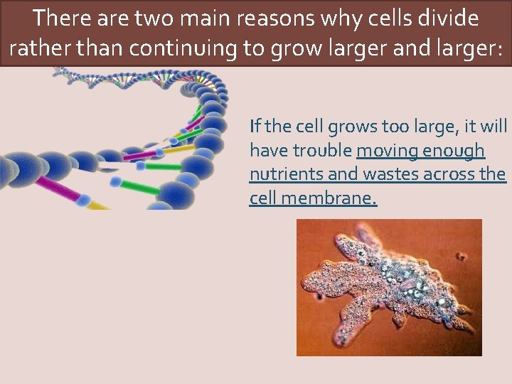 There are two main reasons why cells divide rather than continuing to grow larger