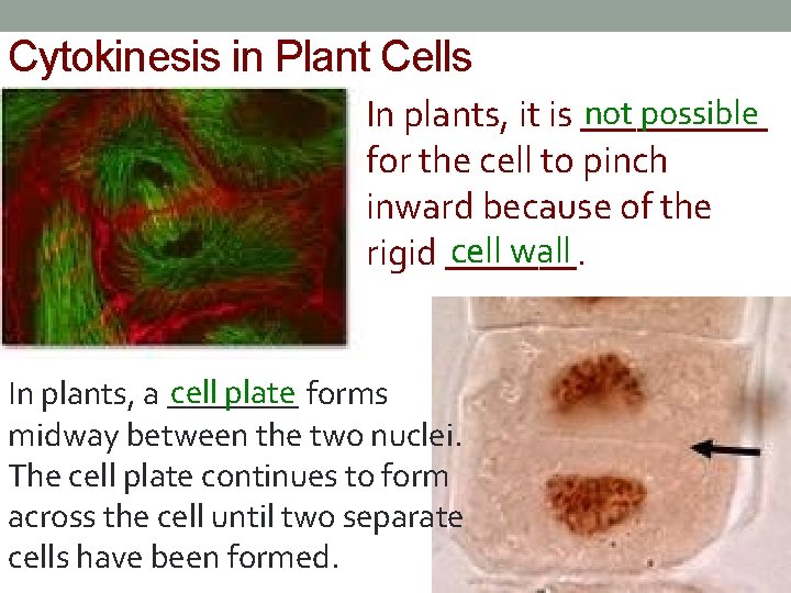 Cytokinesis in Plant Cells not possible In plants, it is _____ for the cell