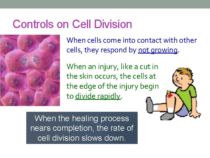 Controls on Cell Division When cells come into contact with other cells, they respond