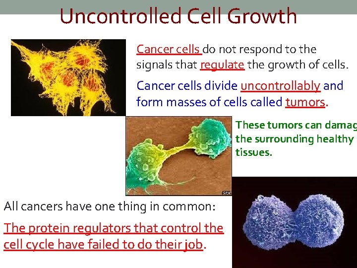 Uncontrolled Cell Growth Cancer cells do not respond to the signals that regulate the
