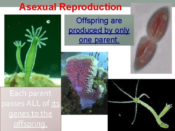 Asexual Reproduction Offspring are produced by only one parent. Each parent passes ALL of
