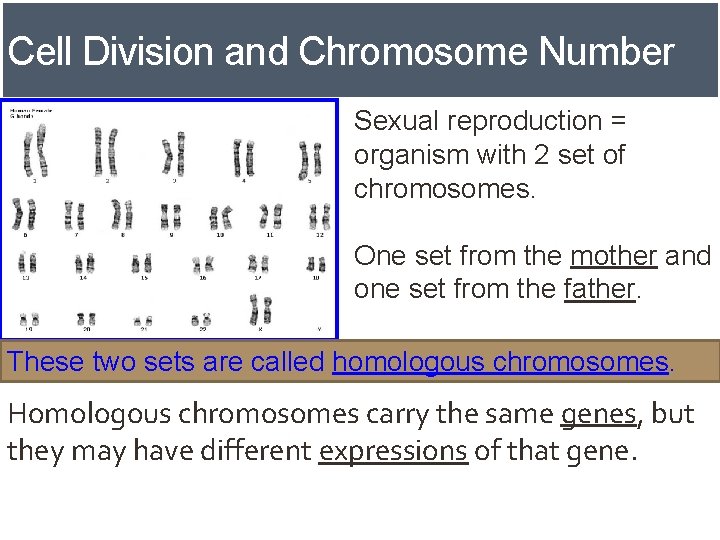 Cell Division and Chromosome Number Sexual reproduction = organism with 2 set of chromosomes.
