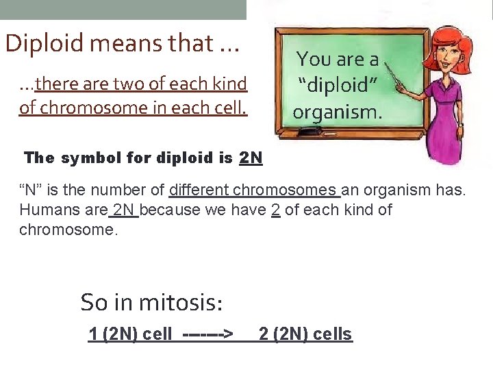Diploid means that … You are a “diploid” organism. …there are two of each