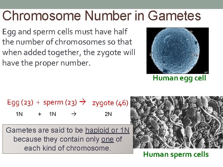 Chromosome Number in Gametes Egg and sperm cells must have half the number of