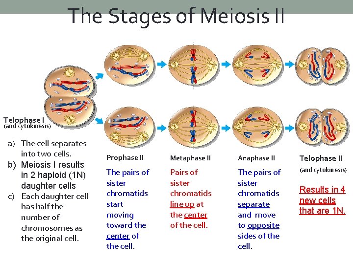 The Stages of Meiosis II Telophase I (and cytokinesis) a) The cell separates into