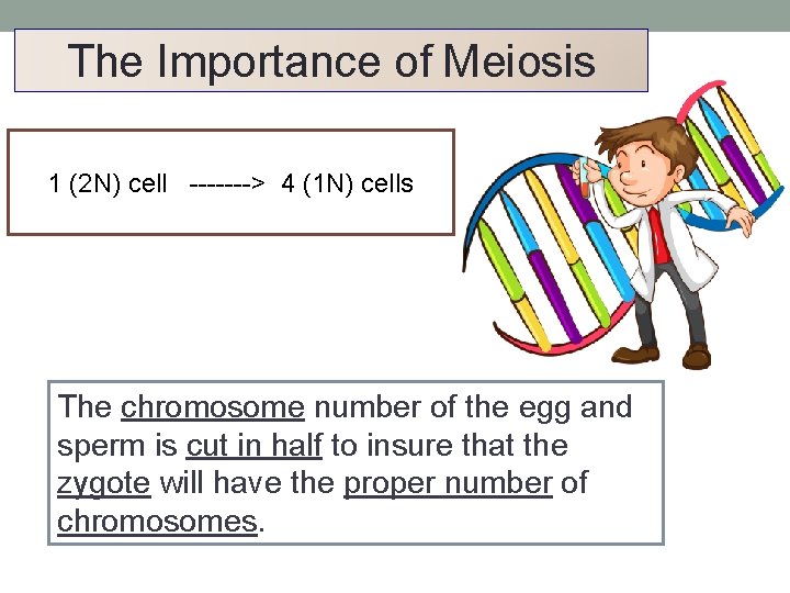The Importance of Meiosis 1 (2 N) cell -------> 4 (1 N) cells The