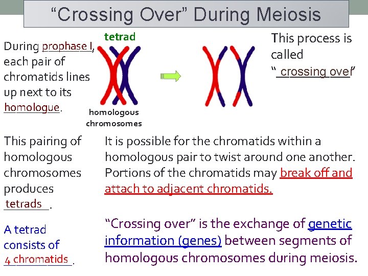 “Crossing Over” During Meiosis tetrad During prophase ____, I each pair of chromatids lines