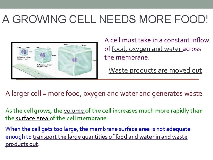 A GROWING CELL NEEDS MORE FOOD! A cell must take in a constant inflow