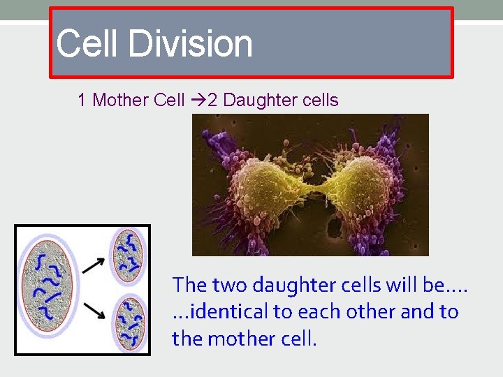 Cell Division 1 Mother Cell 2 Daughter cells The two daughter cells will be….