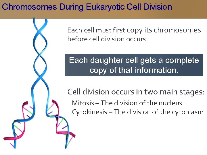 Chromosomes During Eukaryotic Cell Division Each cell must first copy its chromosomes before cell