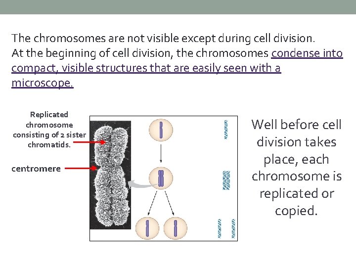 The chromosomes are not visible except during cell division. At the beginning of cell