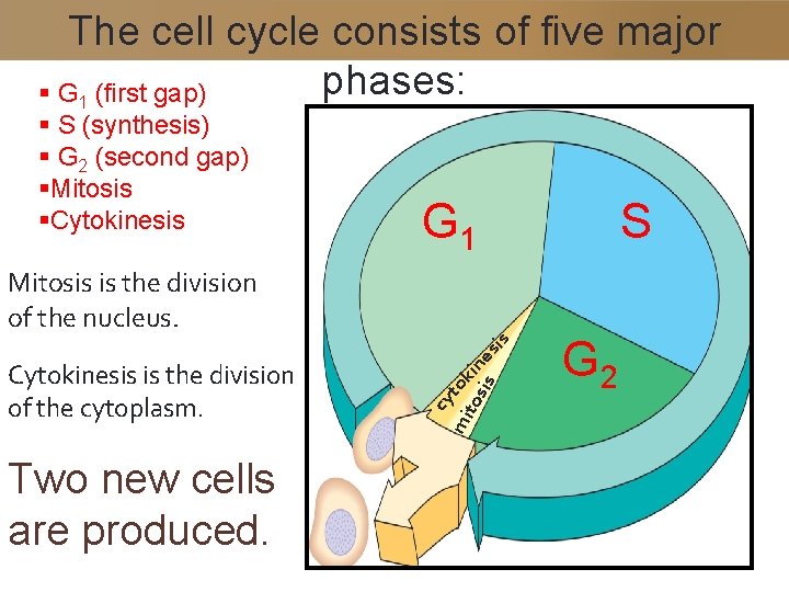 The cell cycle consists of five major phases: § G 1 (first gap) §