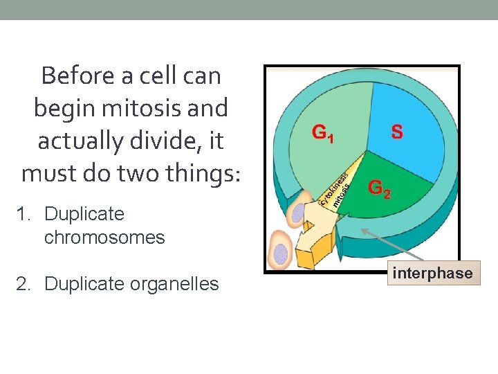 Before a cell can begin mitosis and actually divide, it must do two things: