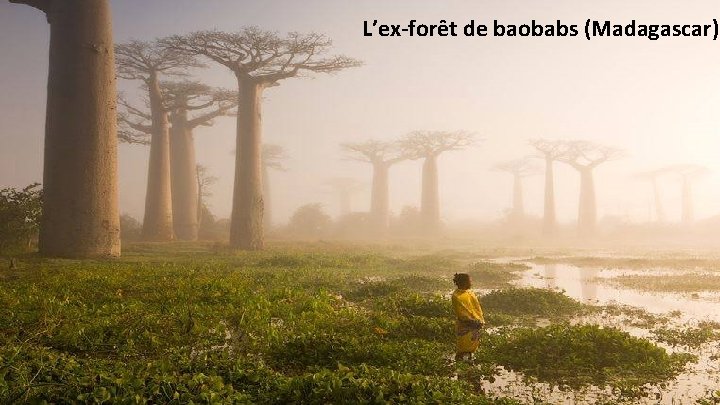 L’ex-forêt de baobabs (Madagascar) 