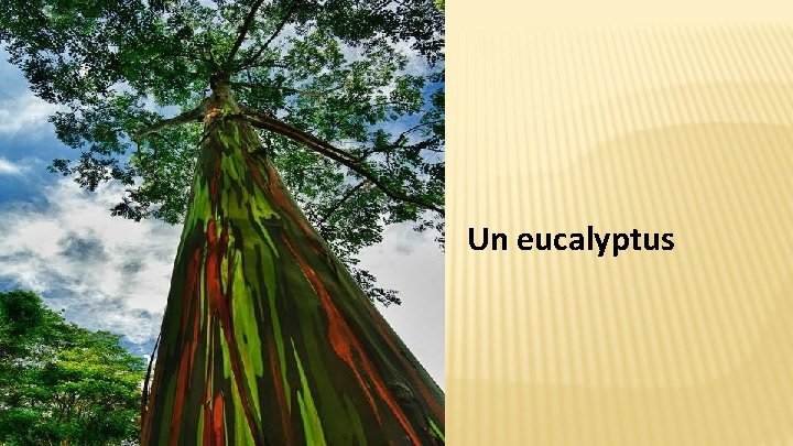 Un eucalyptus 