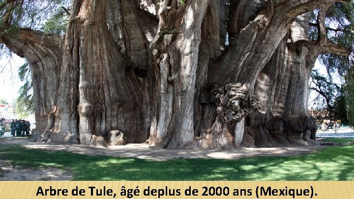 Arbre de Tule, âgé deplus de 2000 ans (Mexique). 