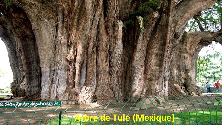 Arbre de Tule (Mexique) 