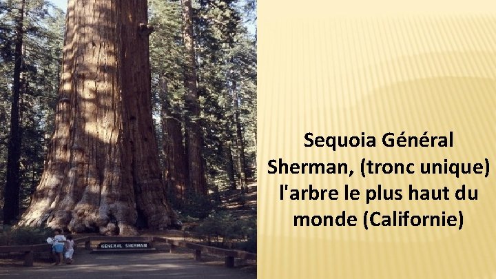 Sequoia Général Sherman, (tronc unique) l'arbre le plus haut du monde (Californie) 