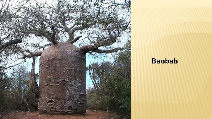 Baobab 