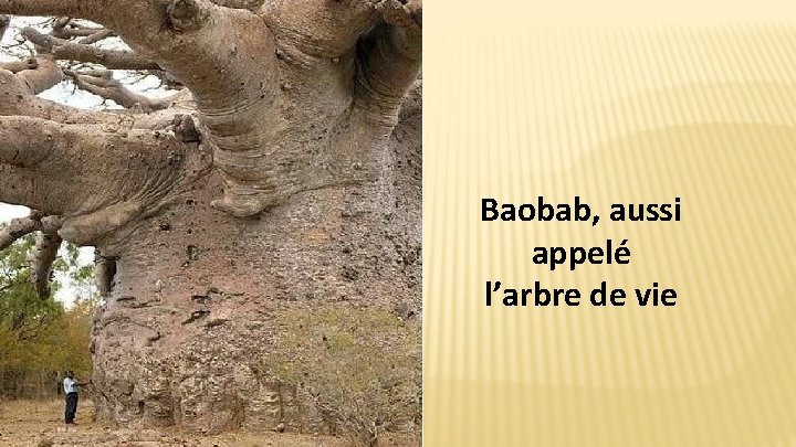 Baobab, aussi appelé l’arbre de vie 