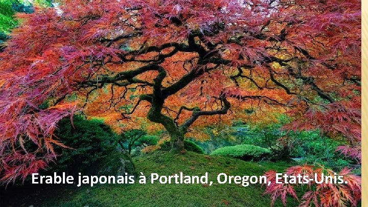 Erable japonais à Portland, Oregon, Etats-Unis. 