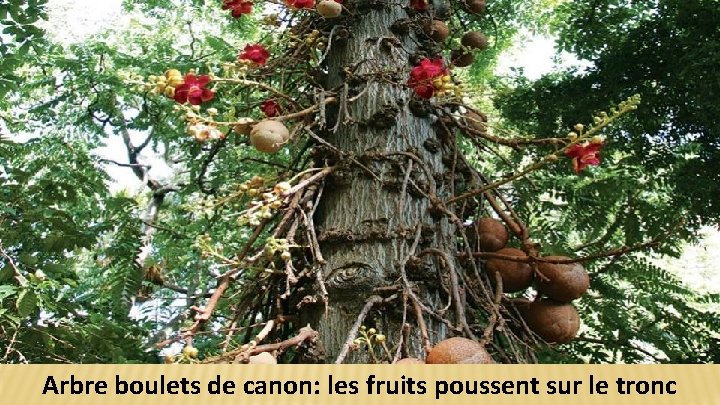 Arbre boulets de canon: les fruits poussent sur le tronc 