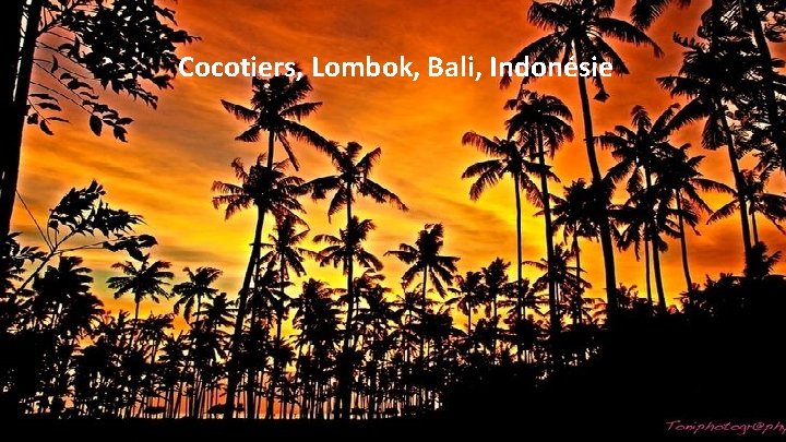 Cocotiers, Lombok, Bali, Indonésie 