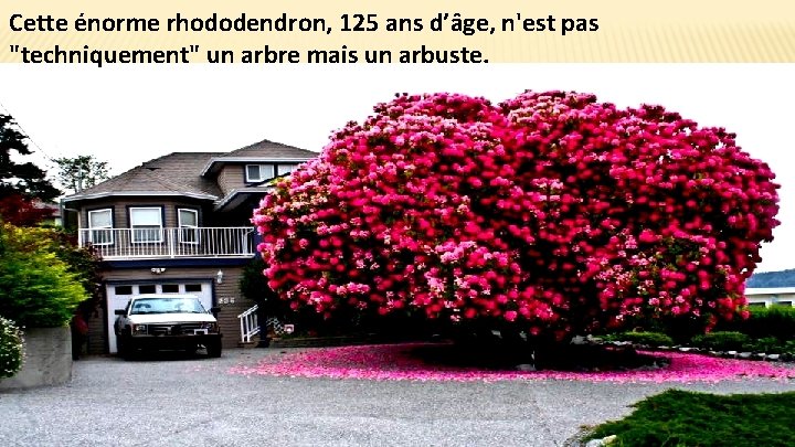 Cette énorme rhododendron, 125 ans d’âge, n'est pas "techniquement" un arbre mais un arbuste.