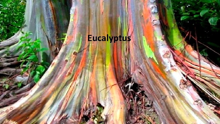 Eucalyptus 