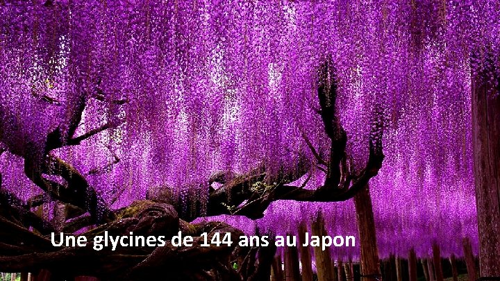 Une glycines de 144 ans au Japon 