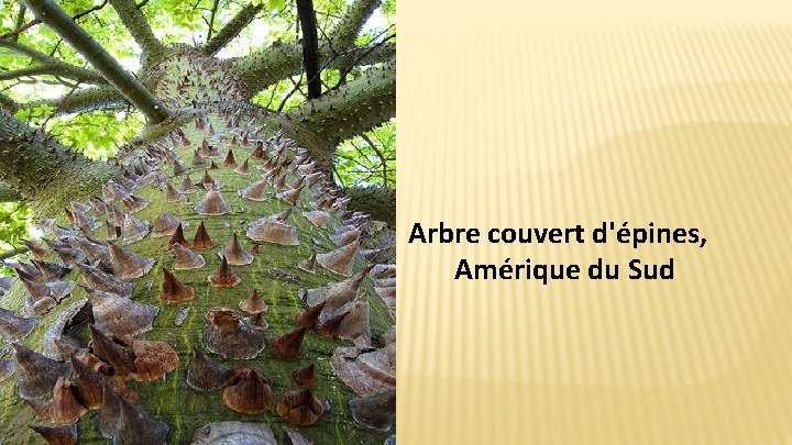 Arbre couvert d'épines, Amérique du Sud 