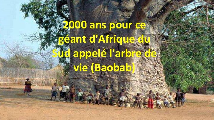 2000 ans pour ce géant d'Afrique du Sud appelé l'arbre de vie (Baobab) 