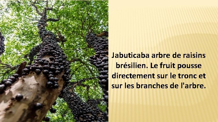 Jabuticaba arbre de raisins brésilien. Le fruit pousse directement sur le tronc et sur