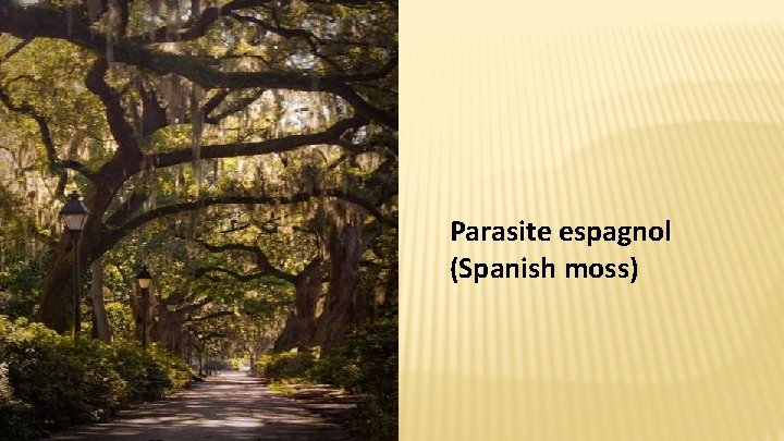 Parasite espagnol (Spanish moss) 