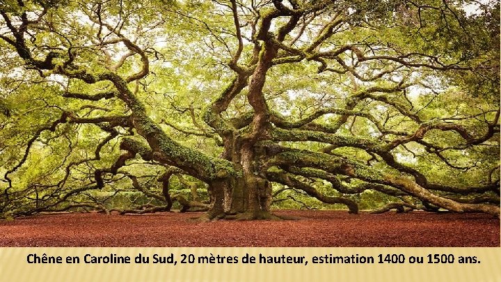 Chêne en Caroline du Sud, 20 mètres de hauteur, estimation 1400 ou 1500 ans.