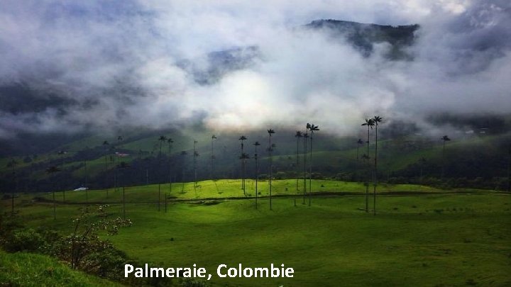 Palmeraie, Colombie 