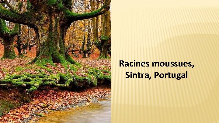 Racines moussues, Sintra, Portugal 