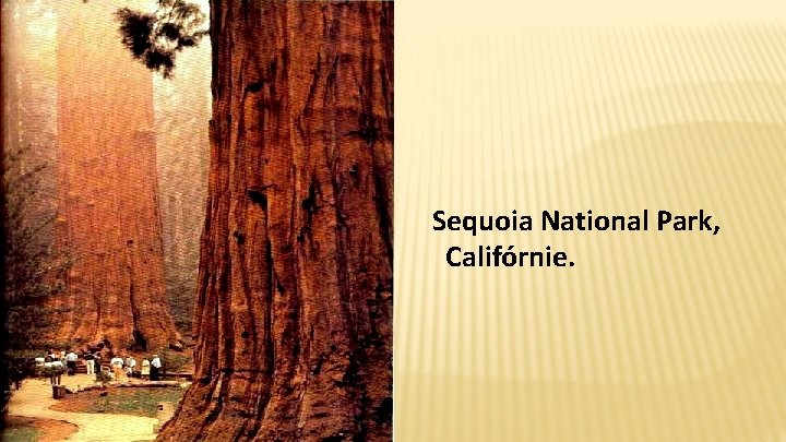 Sequoia National Park, Califórnie. 