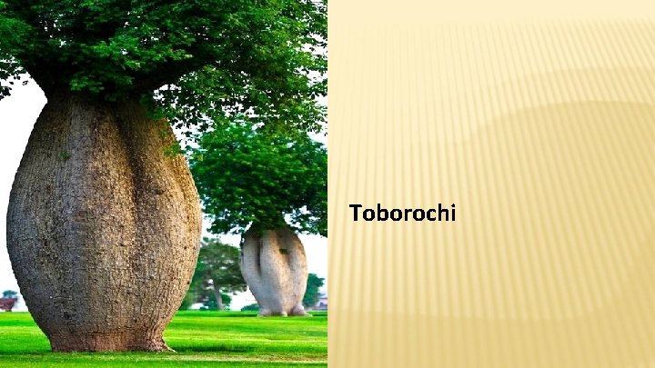Toborochi 