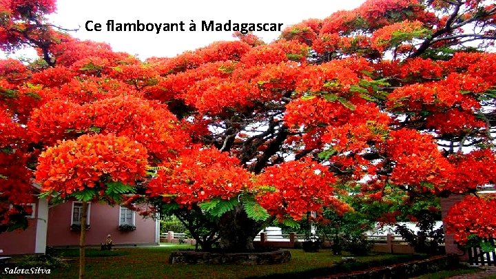 Ce flamboyant à Madagascar 