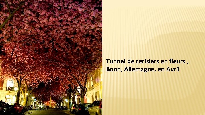 Tunnel de cerisiers en fleurs , Bonn, Allemagne, en Avril 