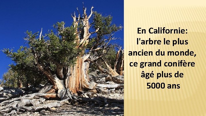 En Californie: l'arbre le plus ancien du monde, ce grand conifère âgé plus de