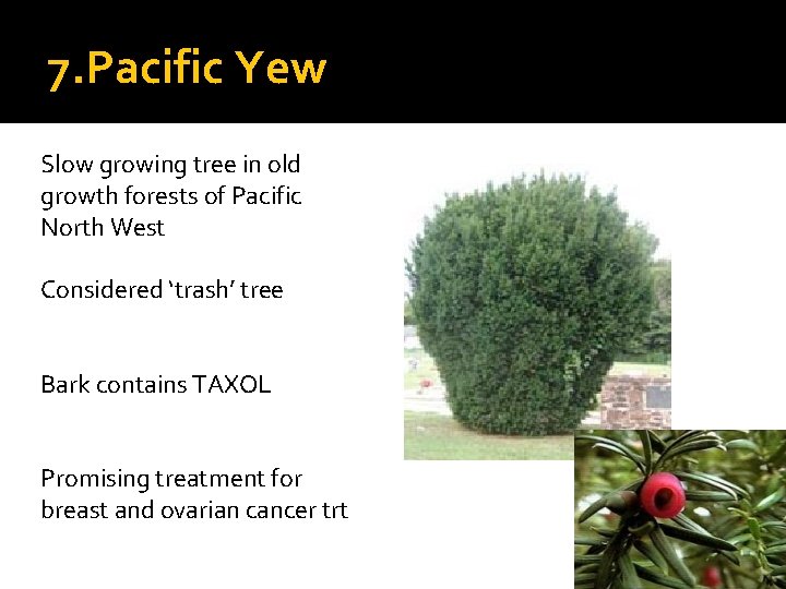 7. Pacific Yew Slow growing tree in old growth forests of Pacific North West