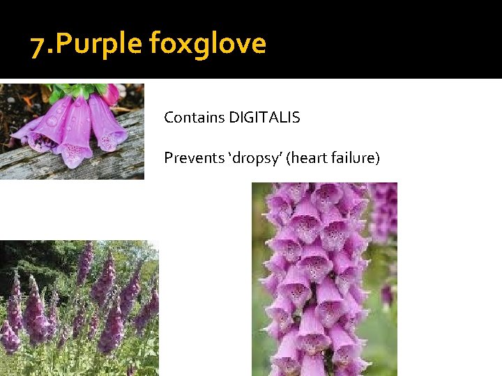 7. Purple foxglove Contains DIGITALIS Prevents ‘dropsy’ (heart failure) 