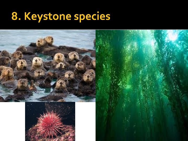 8. Keystone species 