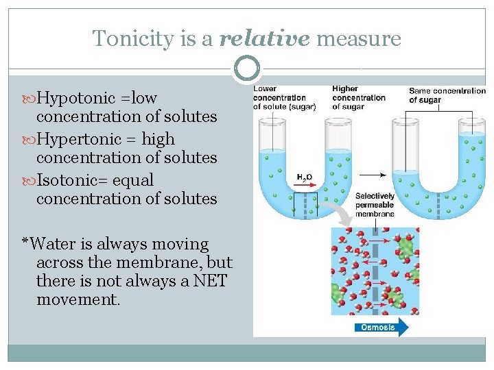 Tonicity is a relative measure Hypotonic =low concentration of solutes Hypertonic = high concentration
