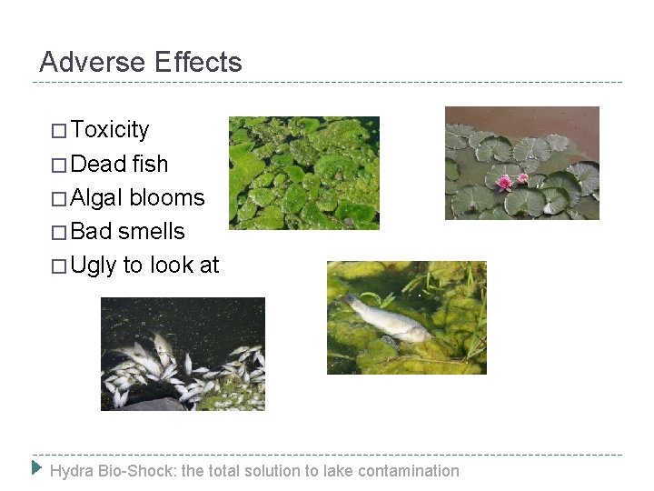 Adverse Effects � Toxicity � Dead fish � Algal blooms � Bad smells �