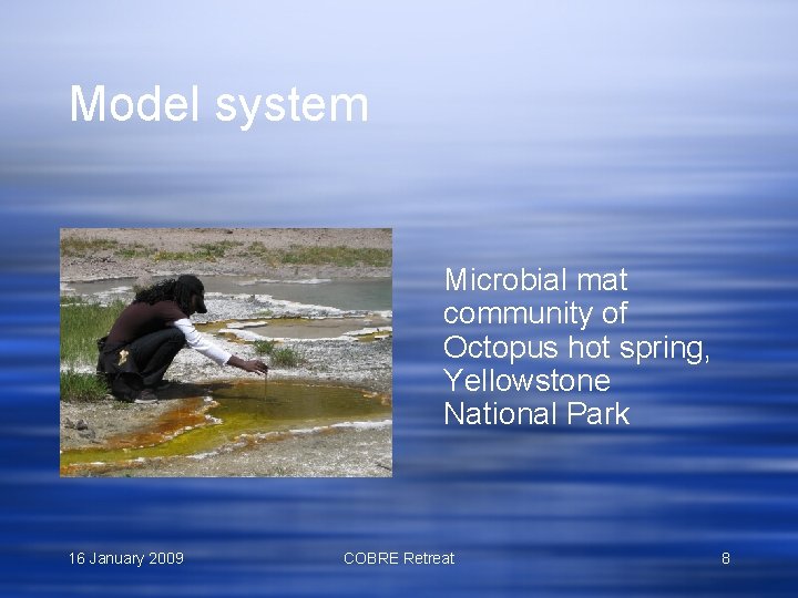 Model system Microbial mat community of Octopus hot spring, Yellowstone National Park 16 January